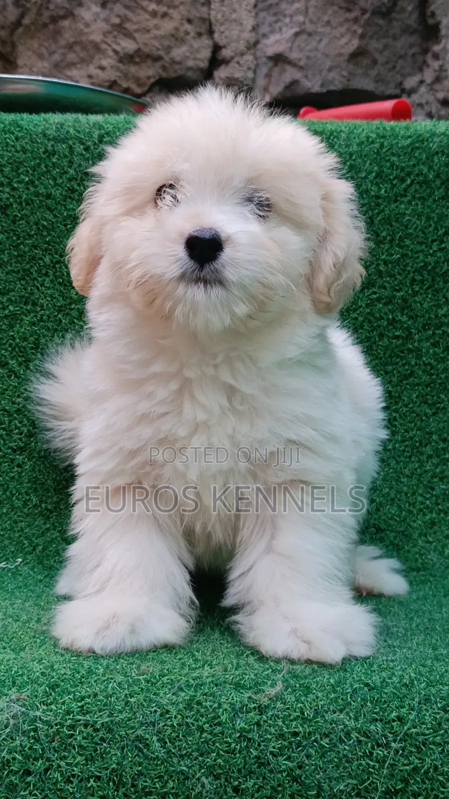 1-3 months Male Purebred Havanese