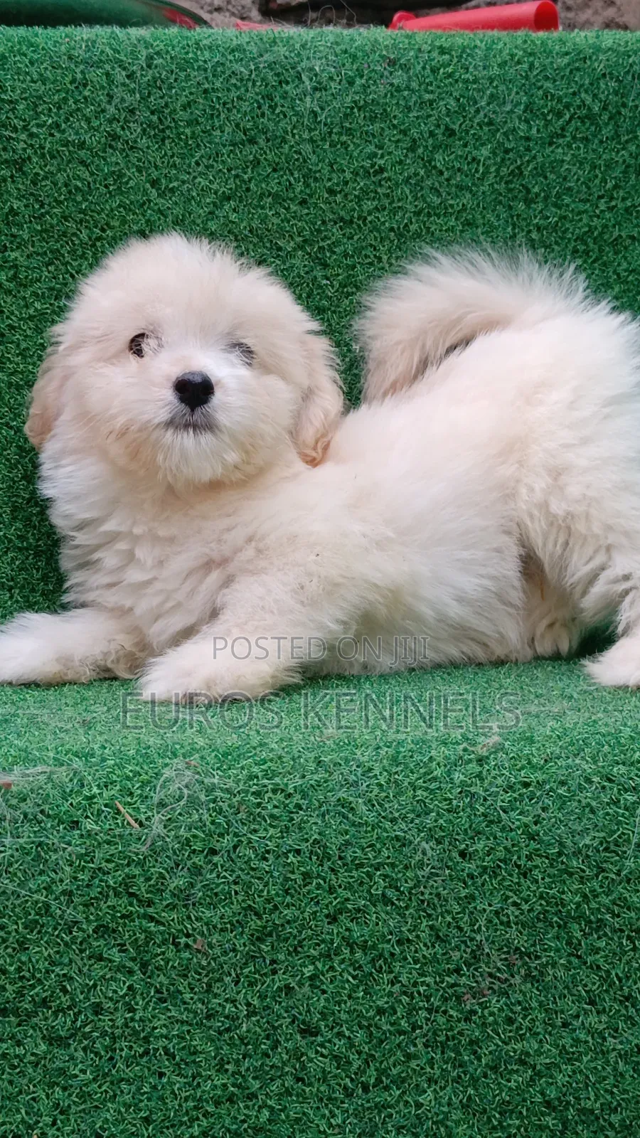 1-3 months Male Purebred Havanese