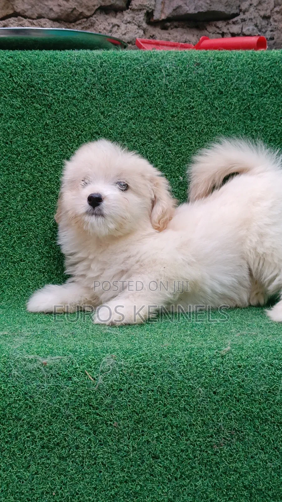 1-3 months Male Purebred Havanese