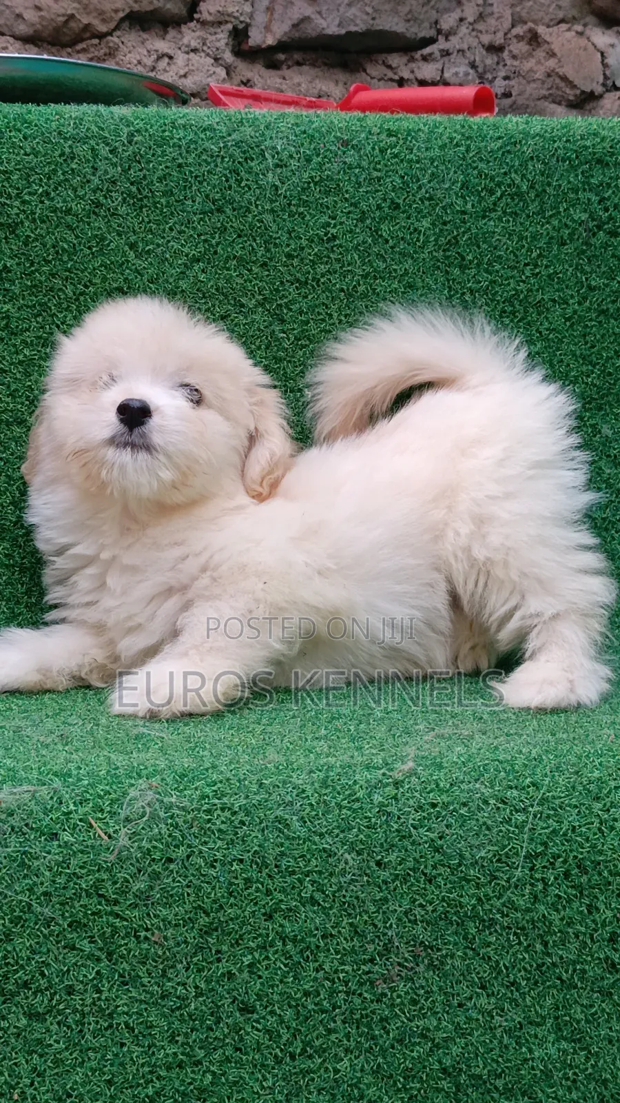 1-3 months Male Purebred Havanese