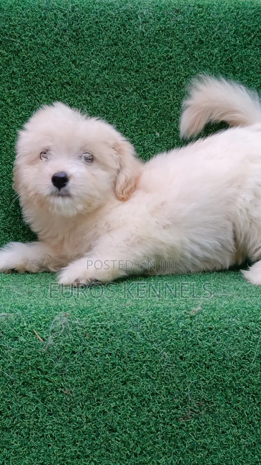 1-3 months Male Purebred Havanese