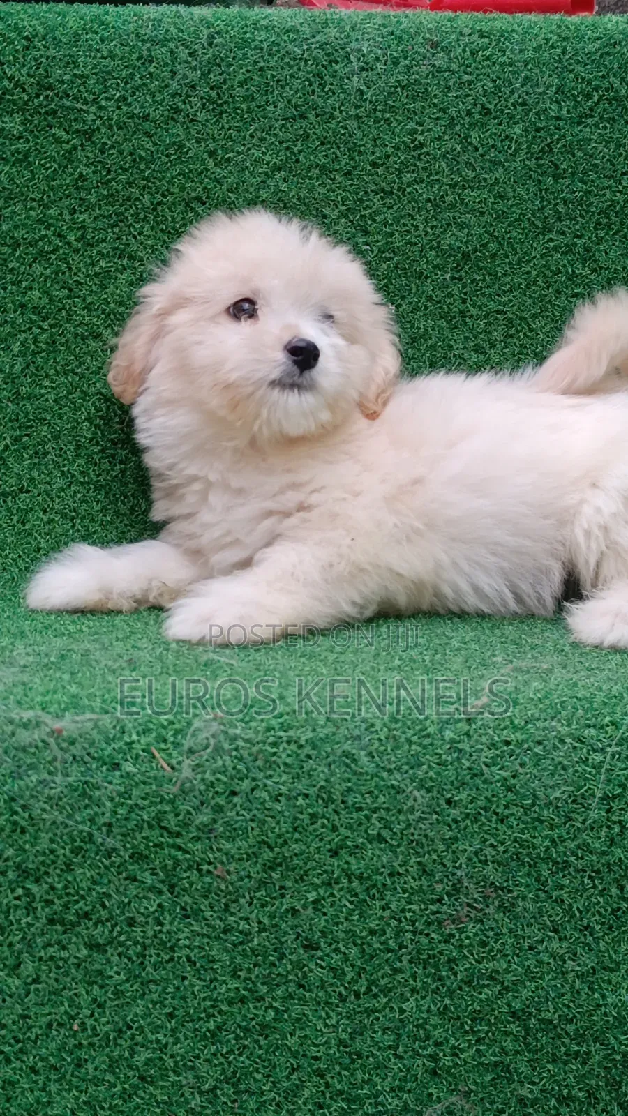 1-3 months Male Purebred Havanese