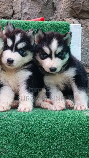 1-3 months Female Purebred Siberian Husky