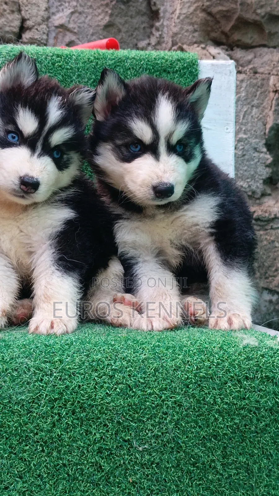 1-3 months Female Purebred Siberian Husky