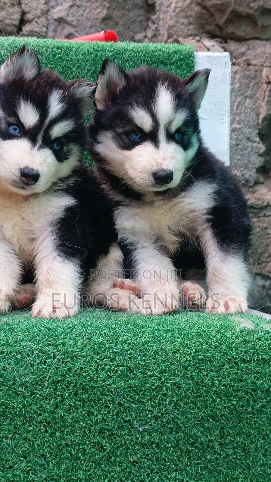 1-3 months Female Purebred Siberian Husky