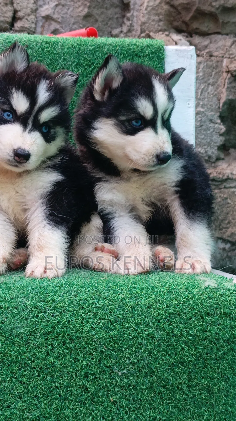 1-3 months Female Purebred Siberian Husky