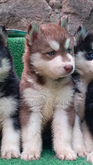 1-3 months Female Purebred Siberian Husky