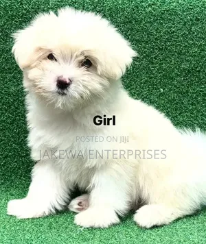 1-3 months Female Purebred Havanese