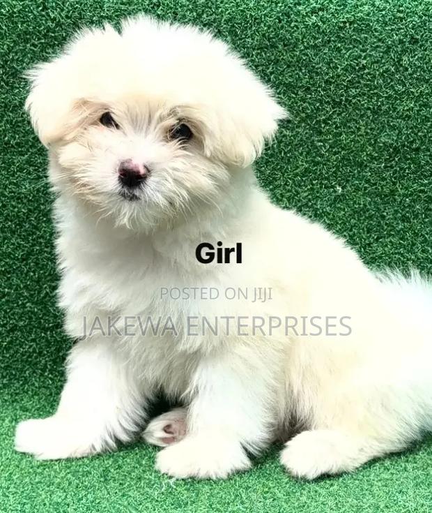 1-3 months Female Purebred Havanese