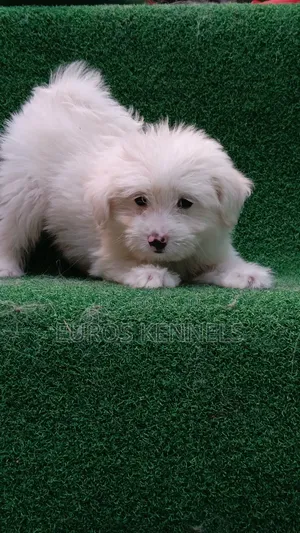 1-3 months Male Purebred Havanese
