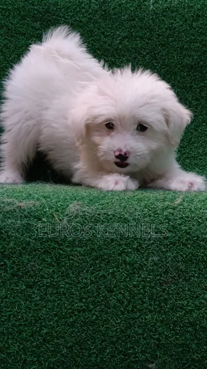 1-3 months Male Purebred Havanese