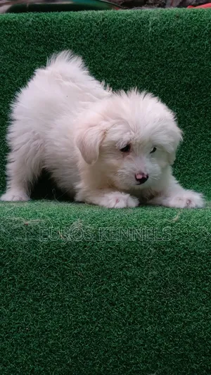 1-3 months Male Purebred Havanese