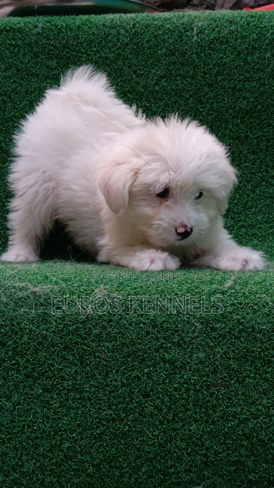 1-3 months Male Purebred Havanese