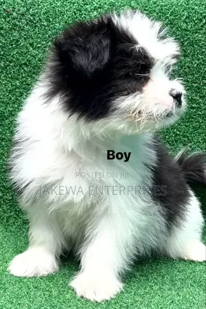 1-3 months Male Purebred Havanese