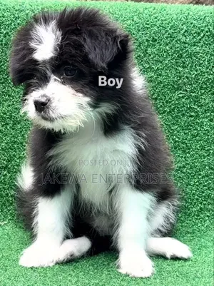 1-3 months Male Purebred Havanese