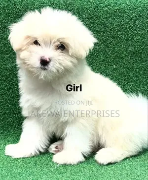 1-3 months Female Purebred Havanese