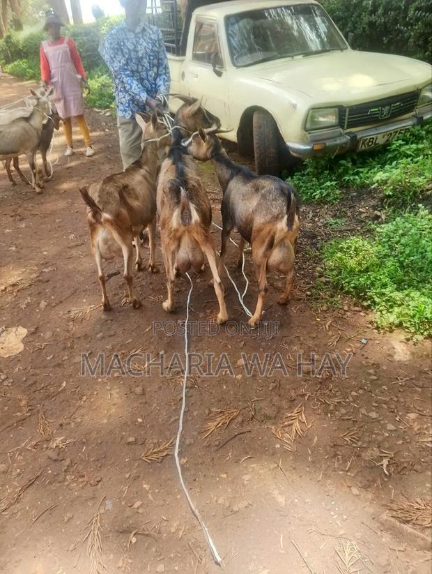 Giving You 3 Litres Per Day,Pick at My Farm Along Kamakis Bypass - thumbnail 4