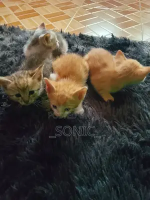 1-3 months Female Purebred Tabby
