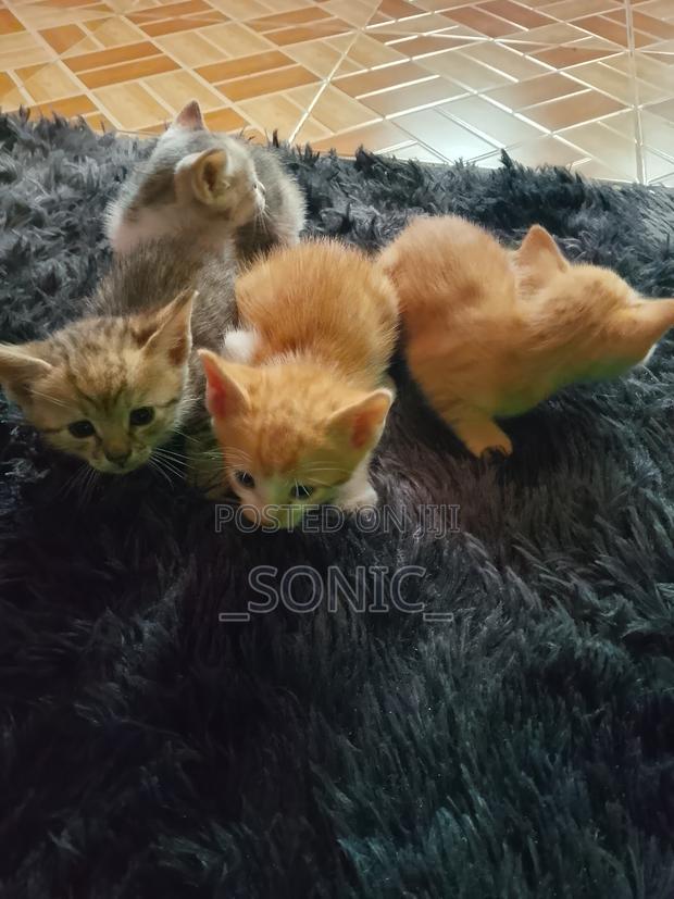 1-3 months Female Purebred Tabby - main view
