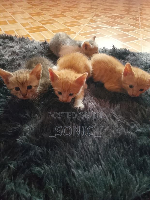 1-3 months Female Purebred Tabby - thumbnail 2