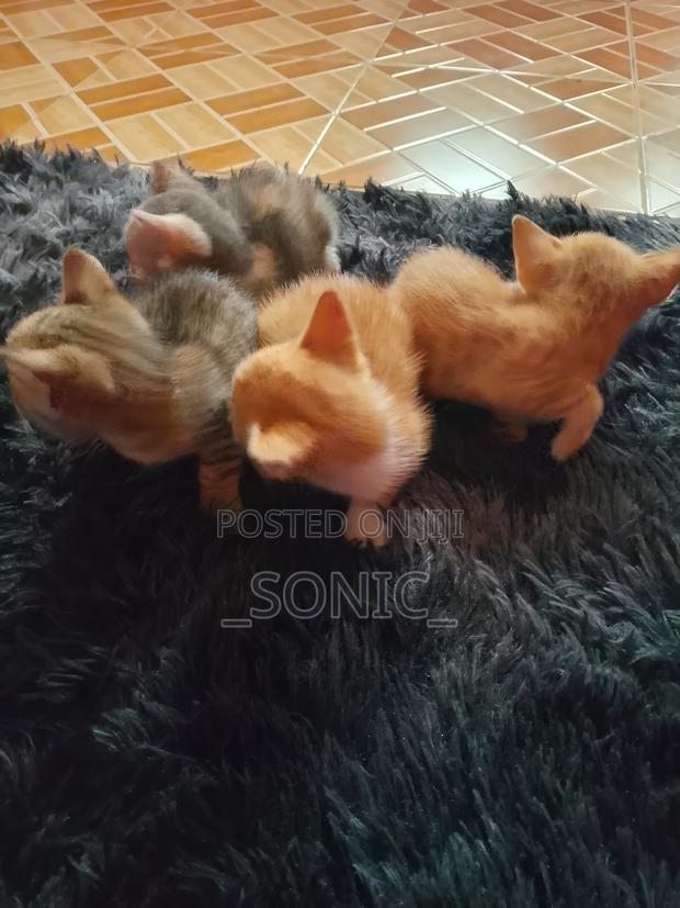 1-3 months Female Purebred Tabby - thumbnail 3
