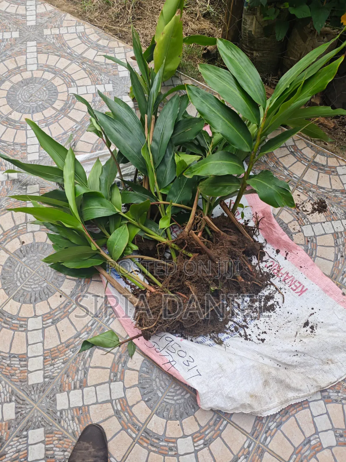 Cardamom Seedlings
