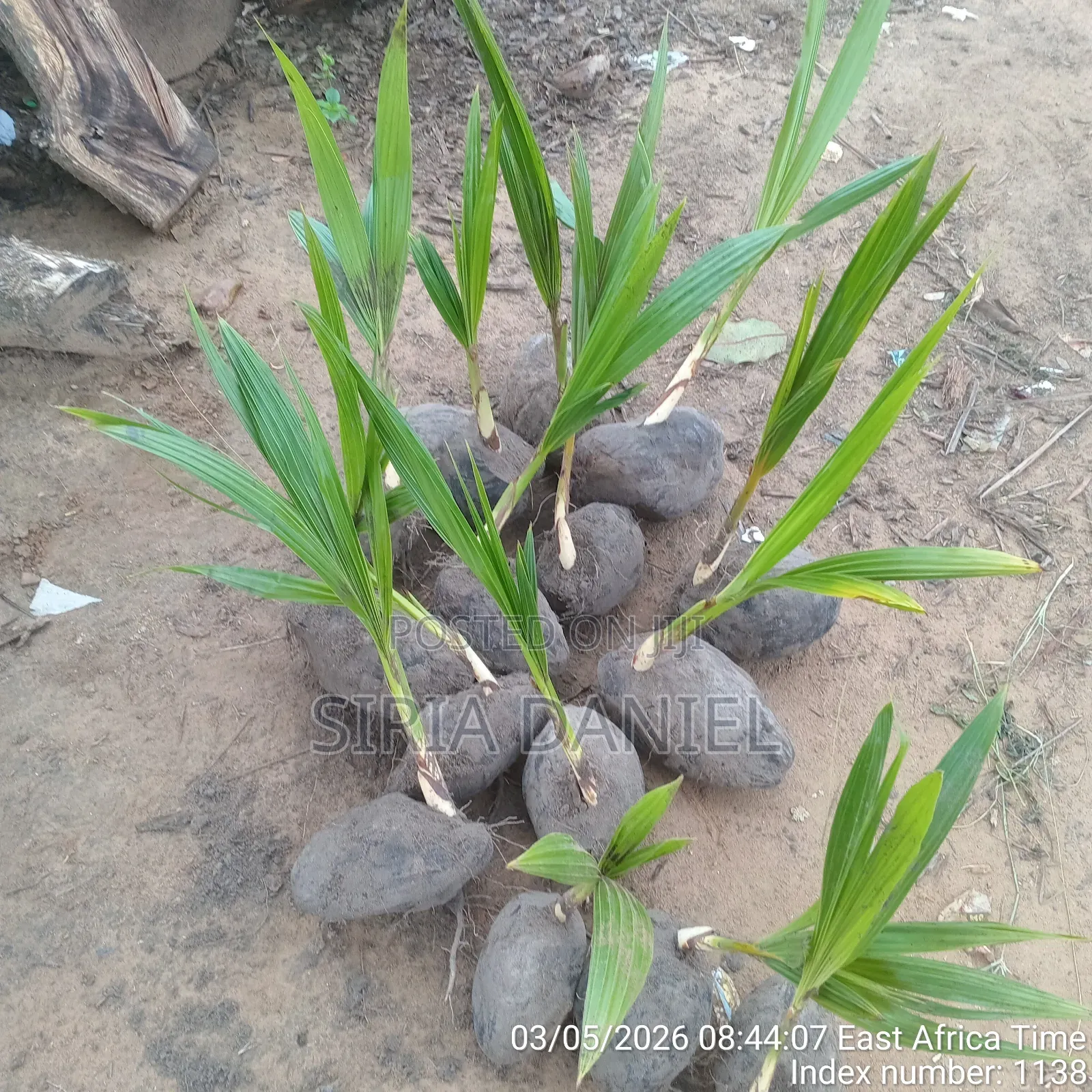 Coconut Seedlings