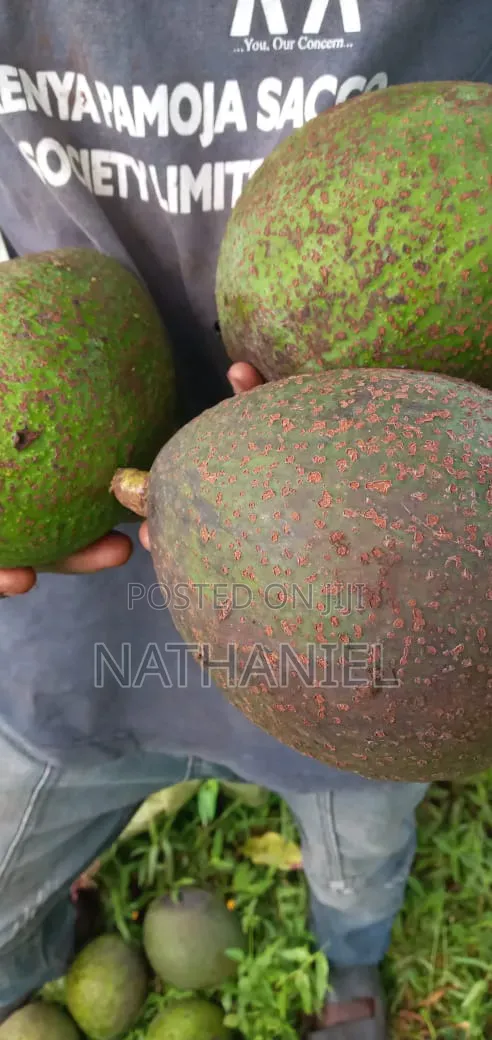 Kienyeji Avocado