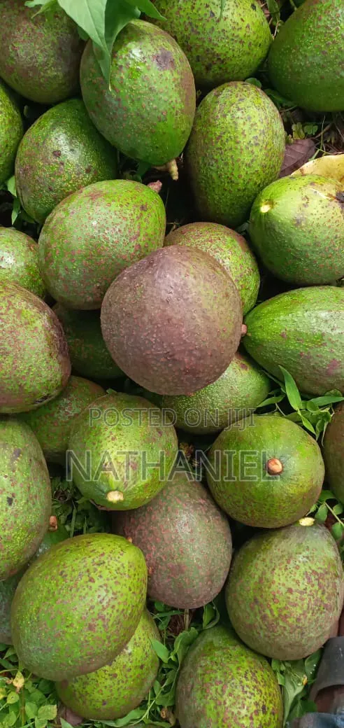 Kienyeji Avocado