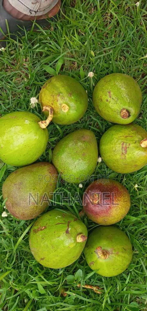 Kienyeji Avocado - thumbnail 3