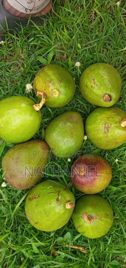Kienyeji Avocado