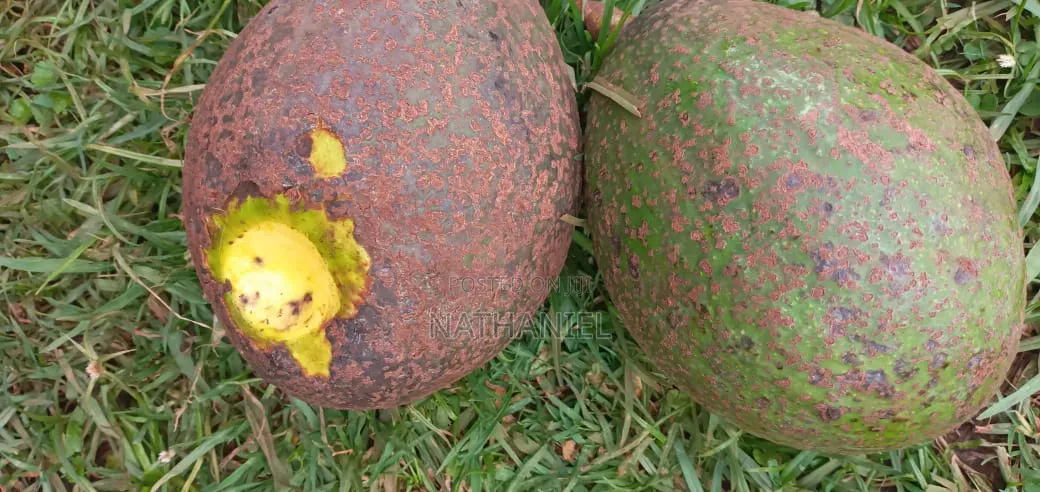 Kienyeji Avocado