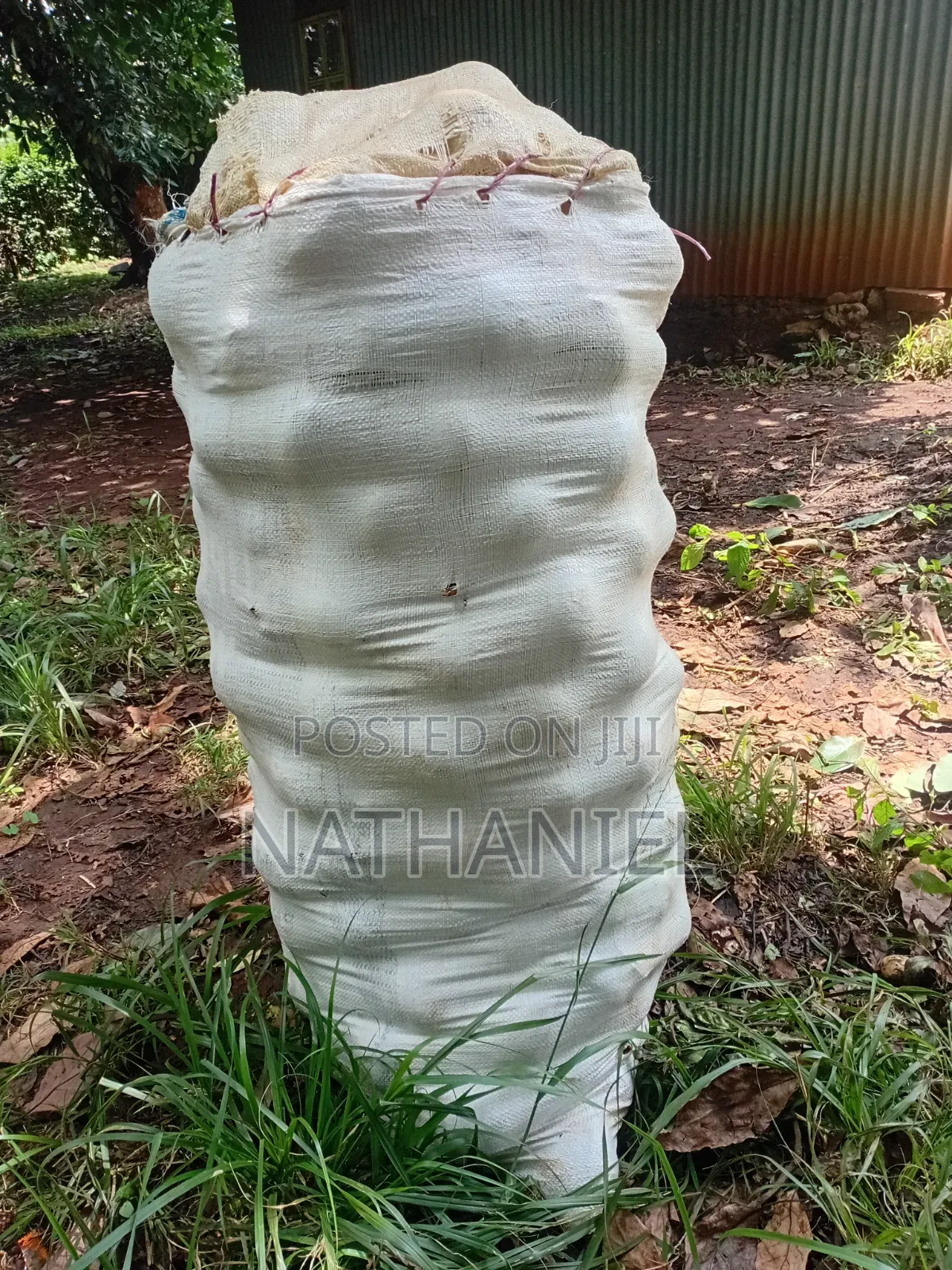 Kienyeji Avocado