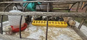 Kienyeji Chicks