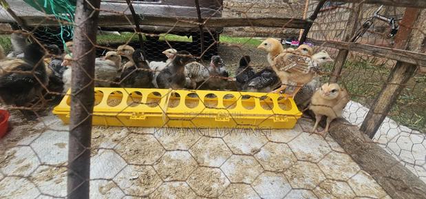 Kienyeji Chicks - thumbnail 2