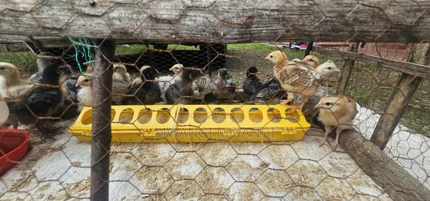 Kienyeji Chicks - thumbnail 3