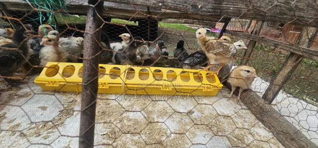 Kienyeji Chicks - thumbnail 4