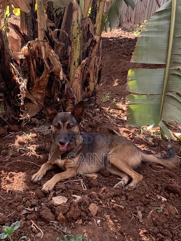 6-12 months Female Purebred Belgian Malinois