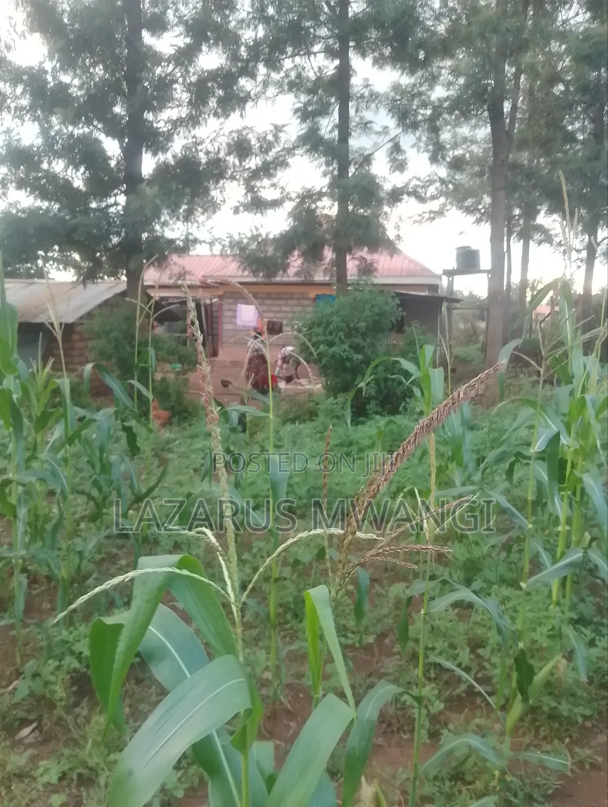 50 by 100 Plot at P. I Mwea Makutano