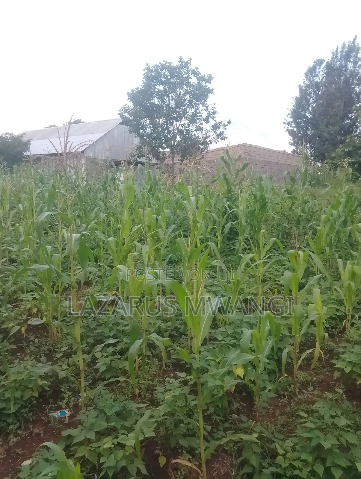 50 by 100 Plot at P. I Mwea Makutano