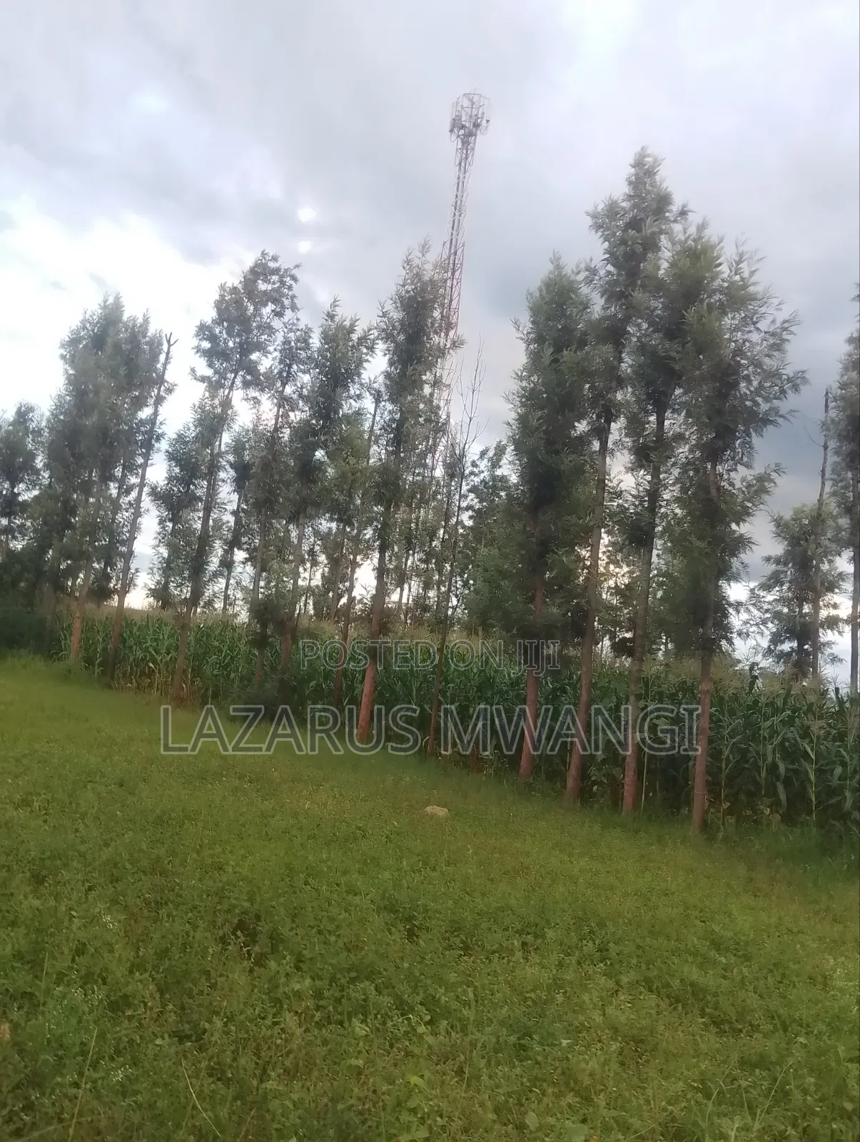 50 by 100 Plot at P. I Mwea Makutano