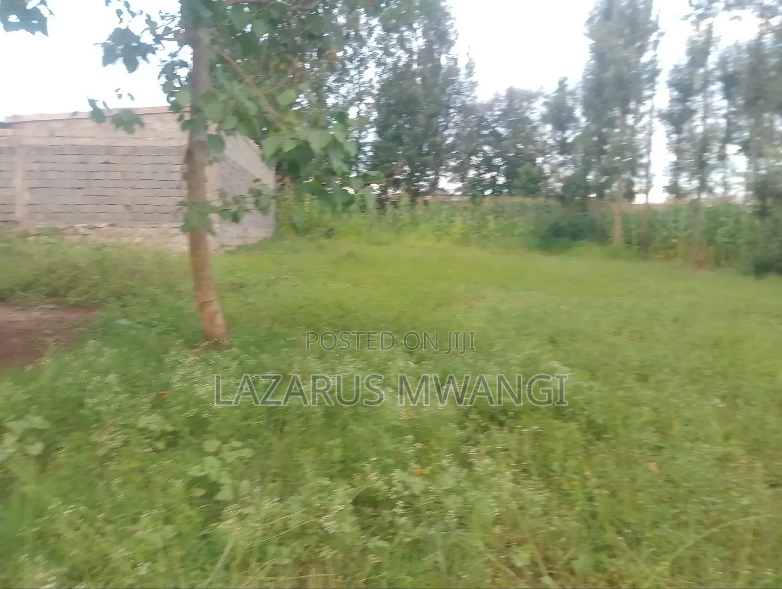 50 by 100 Plot at P. I Mwea Makutano