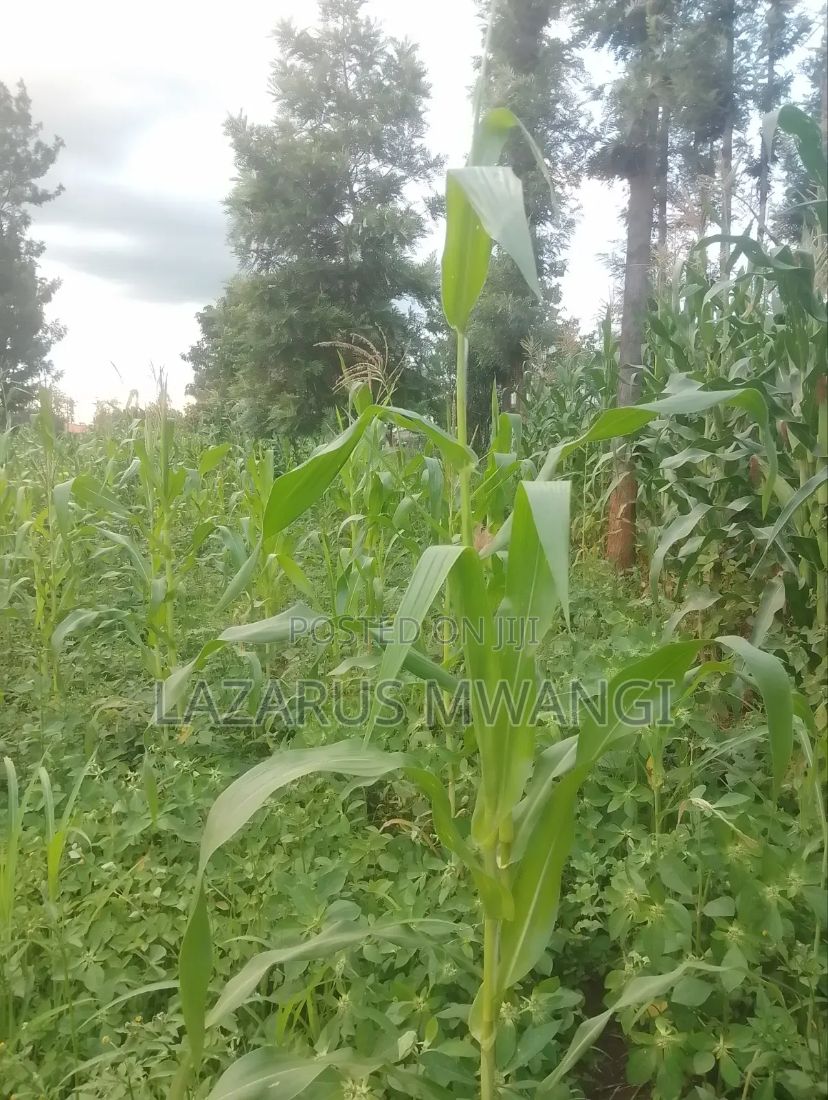 50 by 100 Plot at P. I Mwea Makutano
