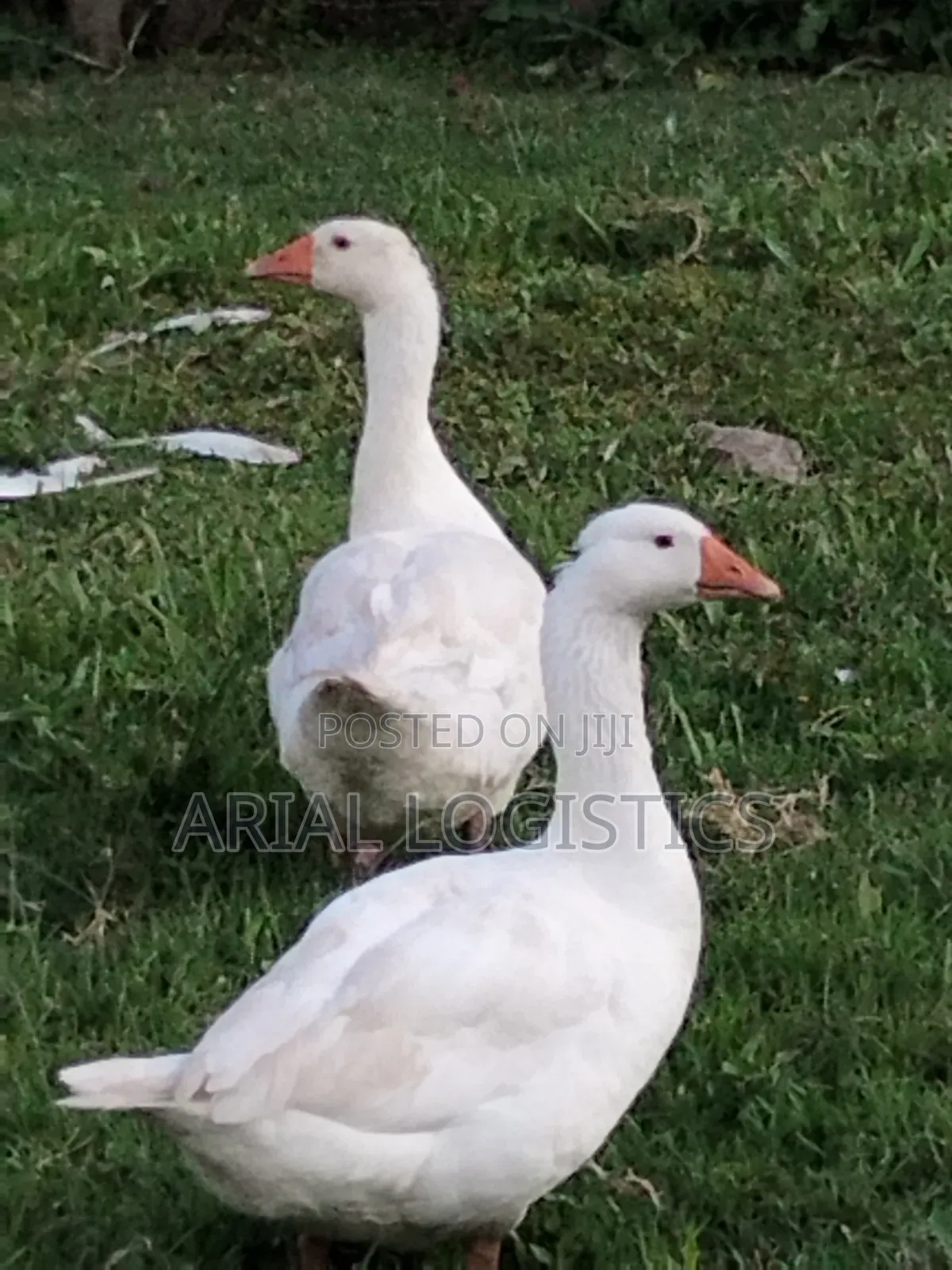 Geese, Mature and Young.