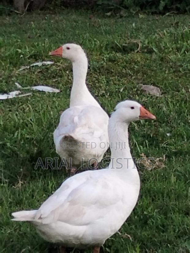 Geese, Mature and Young.