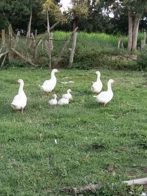 Geese, Mature and Young.