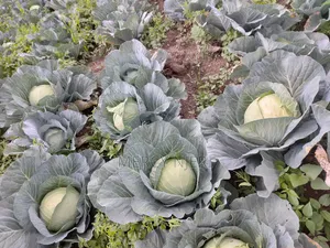 Cabbage (Victoria)