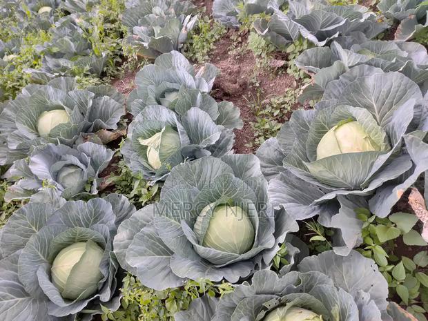 Cabbage (Victoria)