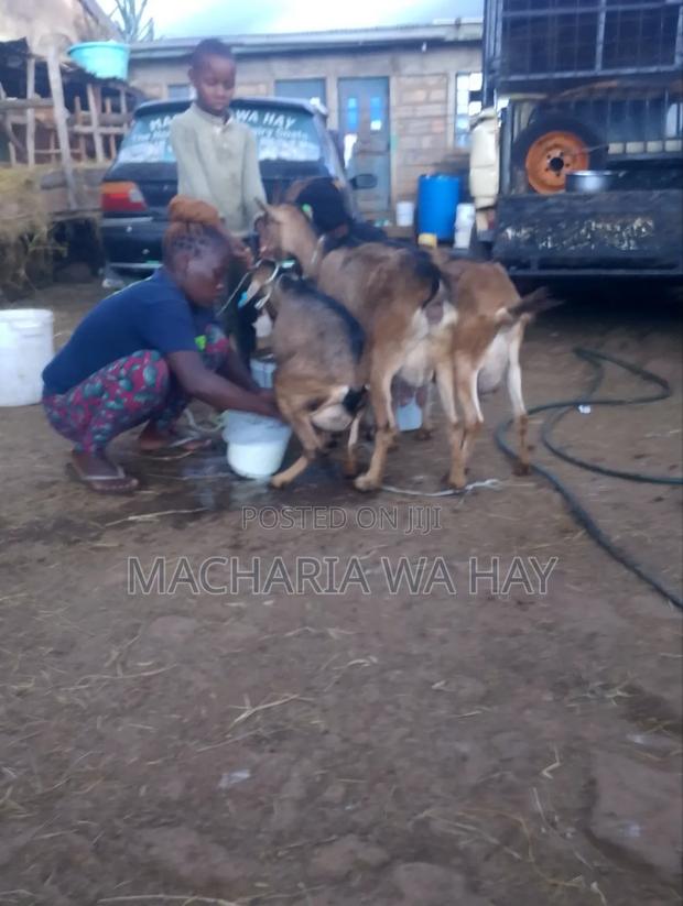 Top Best Dairy Goats on Sell