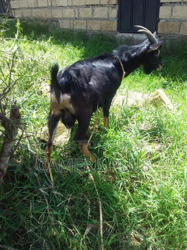 German Alpine Black Male Goat - thumbnail 2